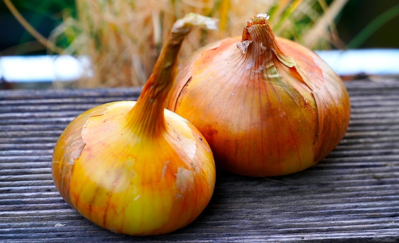 the humble onion